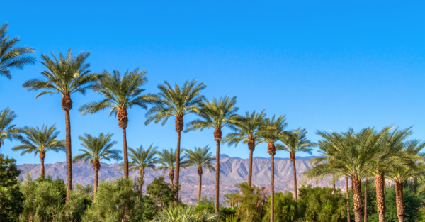 A line of palm trees